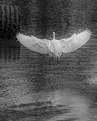 Raindance by Joan Moir