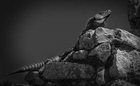 Getting Energy by Marcello Rodriguez-Puebla