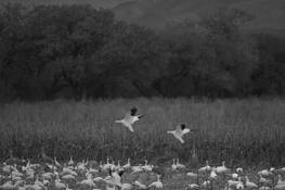 Cleared for Landing by Virginia J. Mahan