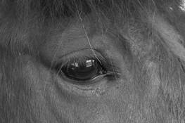 From the Inside Looking Out by Virginia J. Mahan