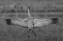 Crane Flasher by James Esten