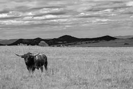 Outstanding in His Field by James Esten