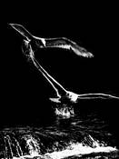 On the Wing by Jay Bergman