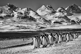 King Penguins by Stephen K. Hall