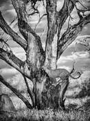 Spirit Tree by Marilyn Maxwell