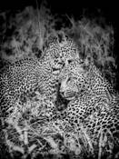 Grooming by Marilyn Maxwell