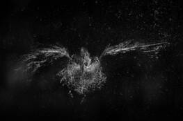 Dove Angel by James Karmack