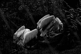 Angels of Death by Anshraj Srivastava