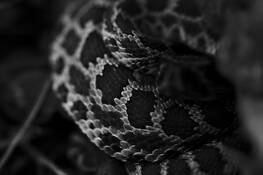 Rattlesnake by Justin Ciccarello