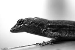 Lizard by Justin Ciccarello