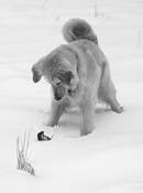 Dog and Mouse Game by David B. Sanders