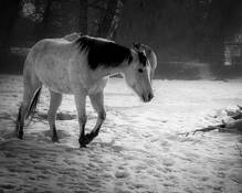 Winter Horse by Timothy Needham