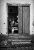 Guard Dog by Laura DeNardo