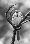 Fat Sparrow by John Gribbin