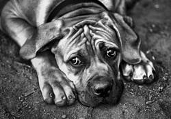 Duke by Don Conrard