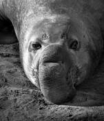 Elephant Seal in the Morning by Elaine Jones Heron