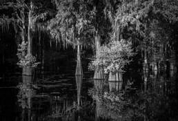 In the Company of Trees by Beamie Young