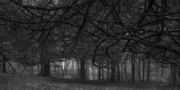 Tree Talk by Roger Beck