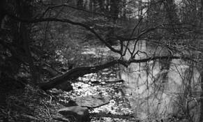 Branching by Roger Beck