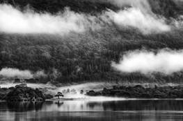 Lake Tree by John Barclay