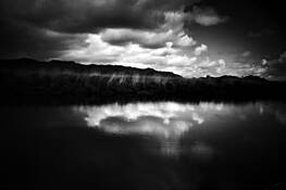 Irish Reeds by Frederick Eckert