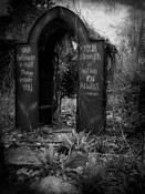 Arbor 1 by Joanne Scherf
