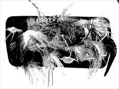 Williams Boat Fly Pad by Charlie Fisher