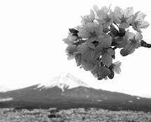 Fuji and the Blossoms by John Faltus