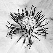 Countess Clematis by Antonia Pieczonka