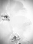 Julie's Orchids by Antonia Pieczonka