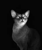 Abby No 3 by Donna Parker