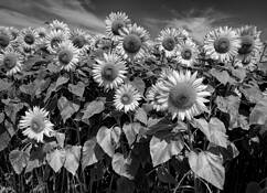 Sunflower Field by Donna Parker