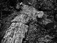 Dead Log by Joel Rubin