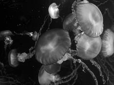 Jelly Fish by Peggy Fontenot