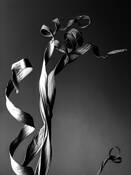 Twisted by Denise Silva