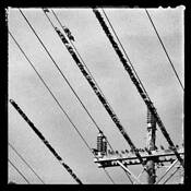 Bird on a Wire by Denise Silva