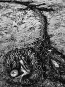 Birth of the Mermaid by Tom Burgher