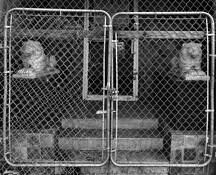 Lions at the Gate by Gerald Shonkwiler