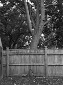 Urban Tree by Adam Gooder