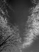 Tree Tops #77 by Dave Sova