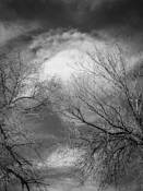 Tree Tops #12 by Dave Sova