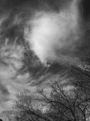 Tree Tops #14 by Dave Sova