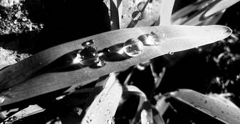 Pearls by Silas Toney