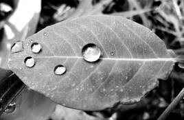 Beauty Captured by Silas Toney