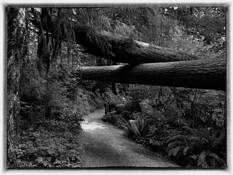 Rain Forest by R. Michael DeChellis