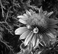 Feeding Bee by Kathy Conway