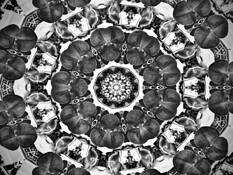 Symmetry of Flower #2 by Kathy Conway