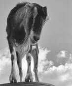 Uno La Mancha by Mary Goodrich