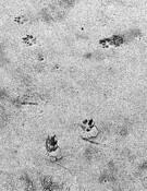 Dogs by David Gates