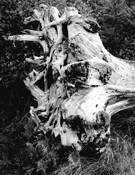 Tree Roots by David Gates